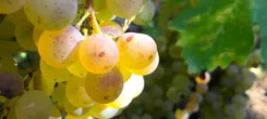 Vin Bio